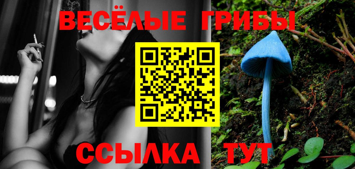 Псилоцибиновые грибы Psilocybe Димитровград